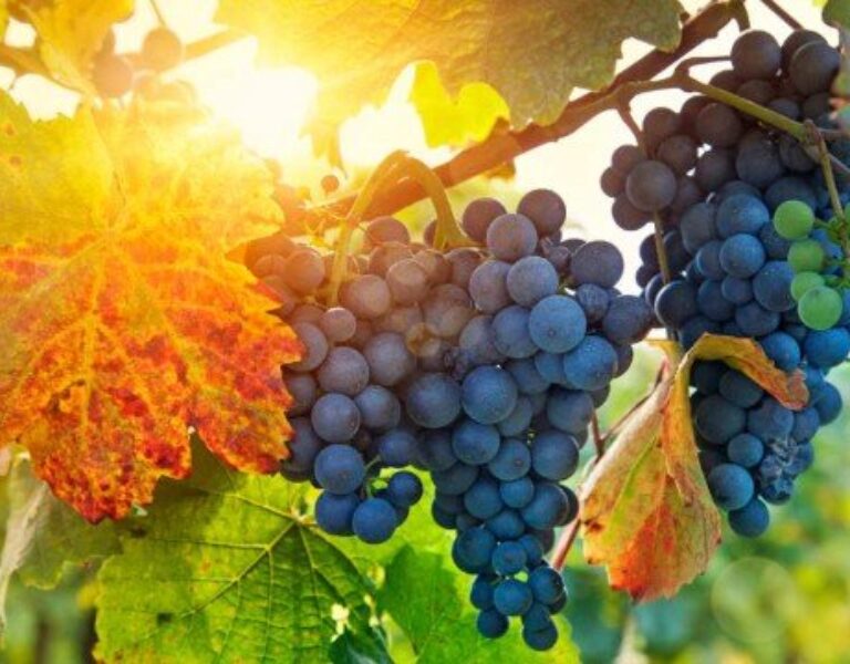 Chosen and appointed to bear fruit John 15vs1-17